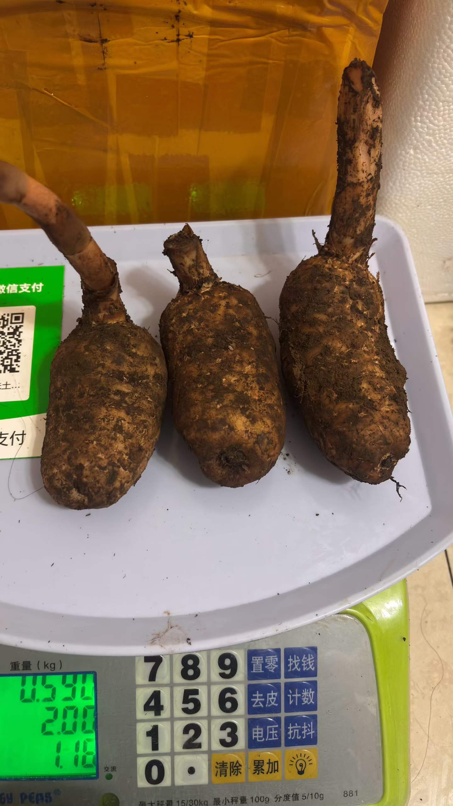 深山灵草 “赤箭”—— 原生态天麻