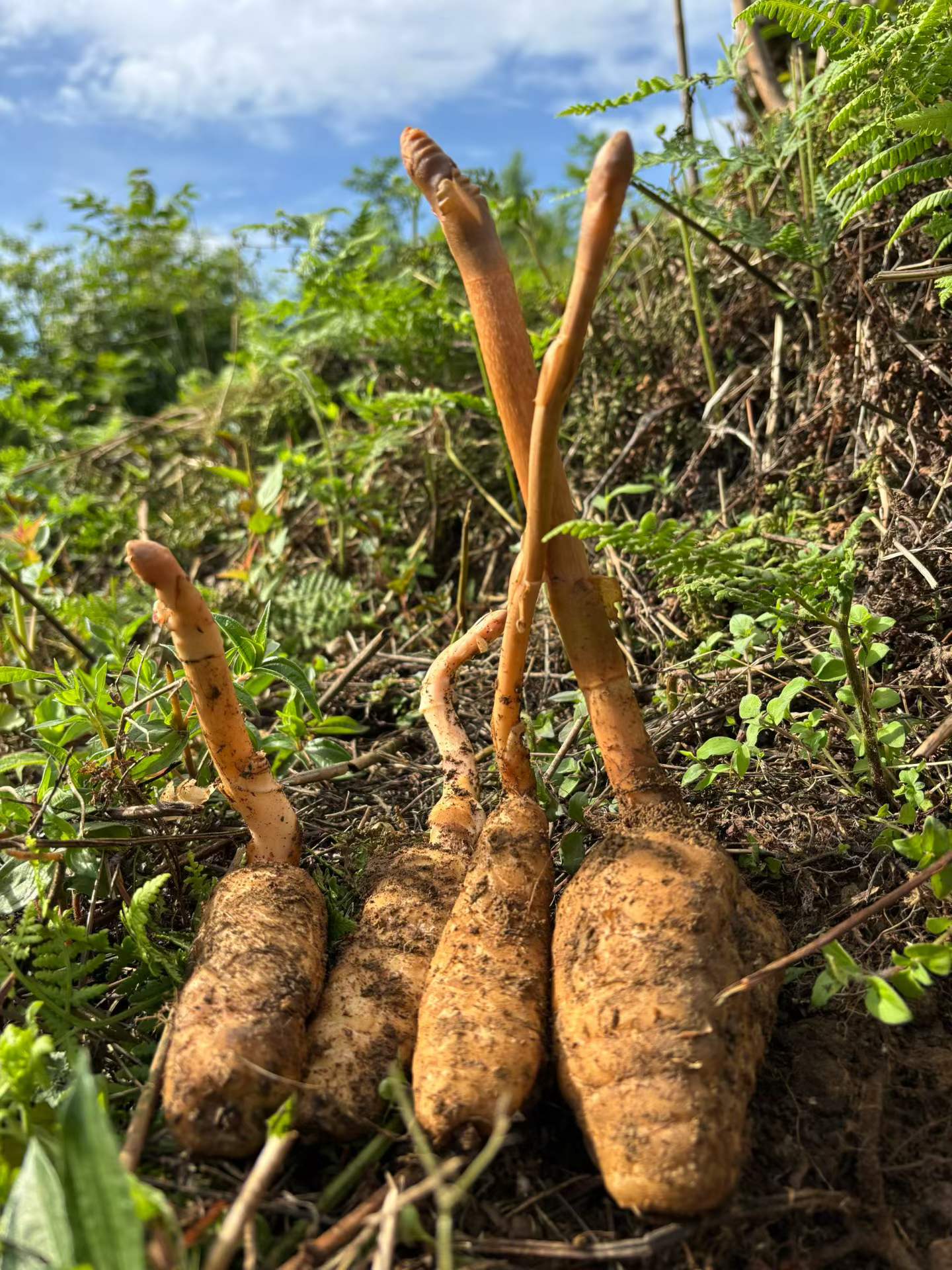 深山灵草 “赤箭”—— 原生态天麻