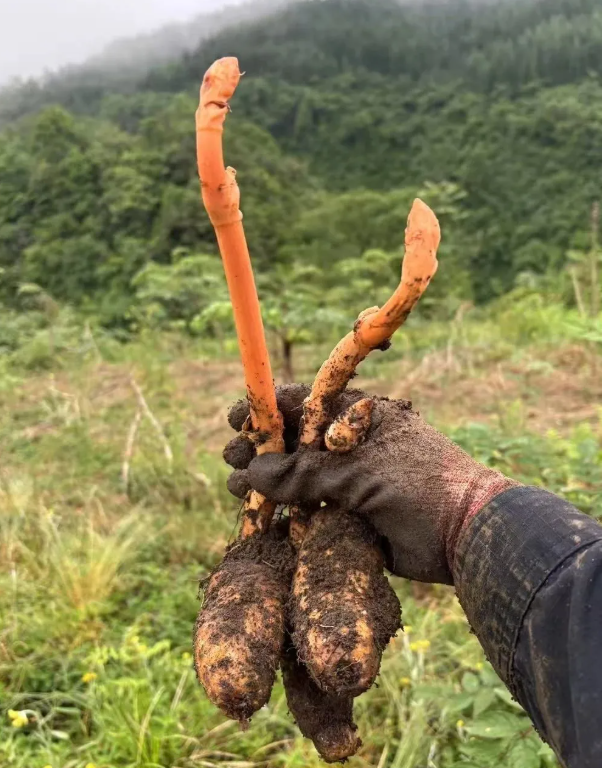 深山灵草 “赤箭”—— 原生态天麻
