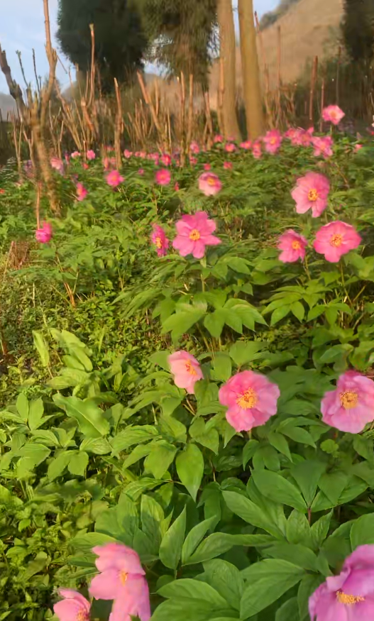 云间芳魄 “千娇仙芍”—— 高山芍药