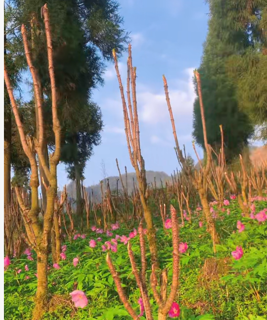 云间芳魄 “千娇仙芍”—— 高山芍药