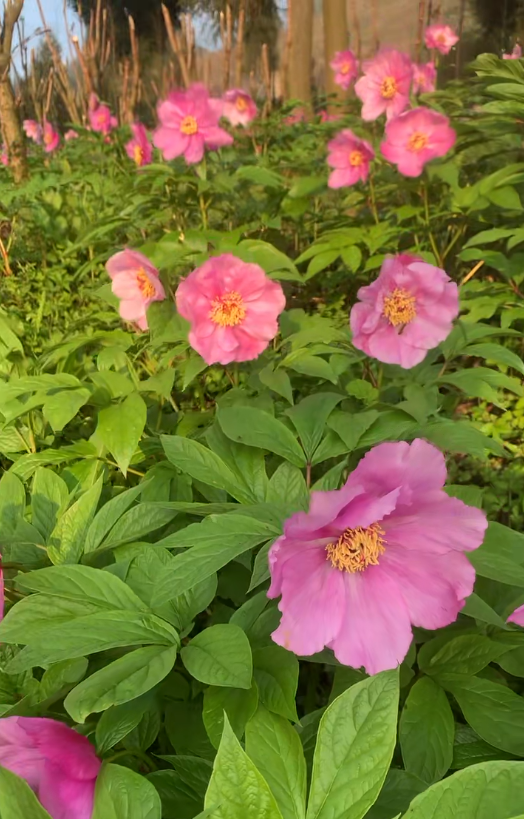 云间芳魄 “千娇仙芍”—— 高山芍药