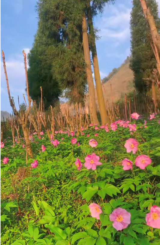 云间芳魄 “千娇仙芍”—— 高山芍药