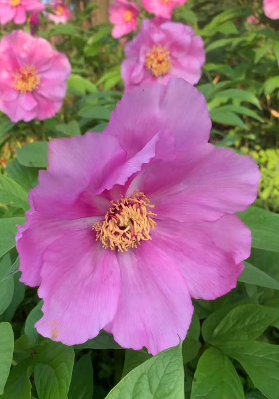 云间芳魄 “千娇仙芍”—— 高山芍药